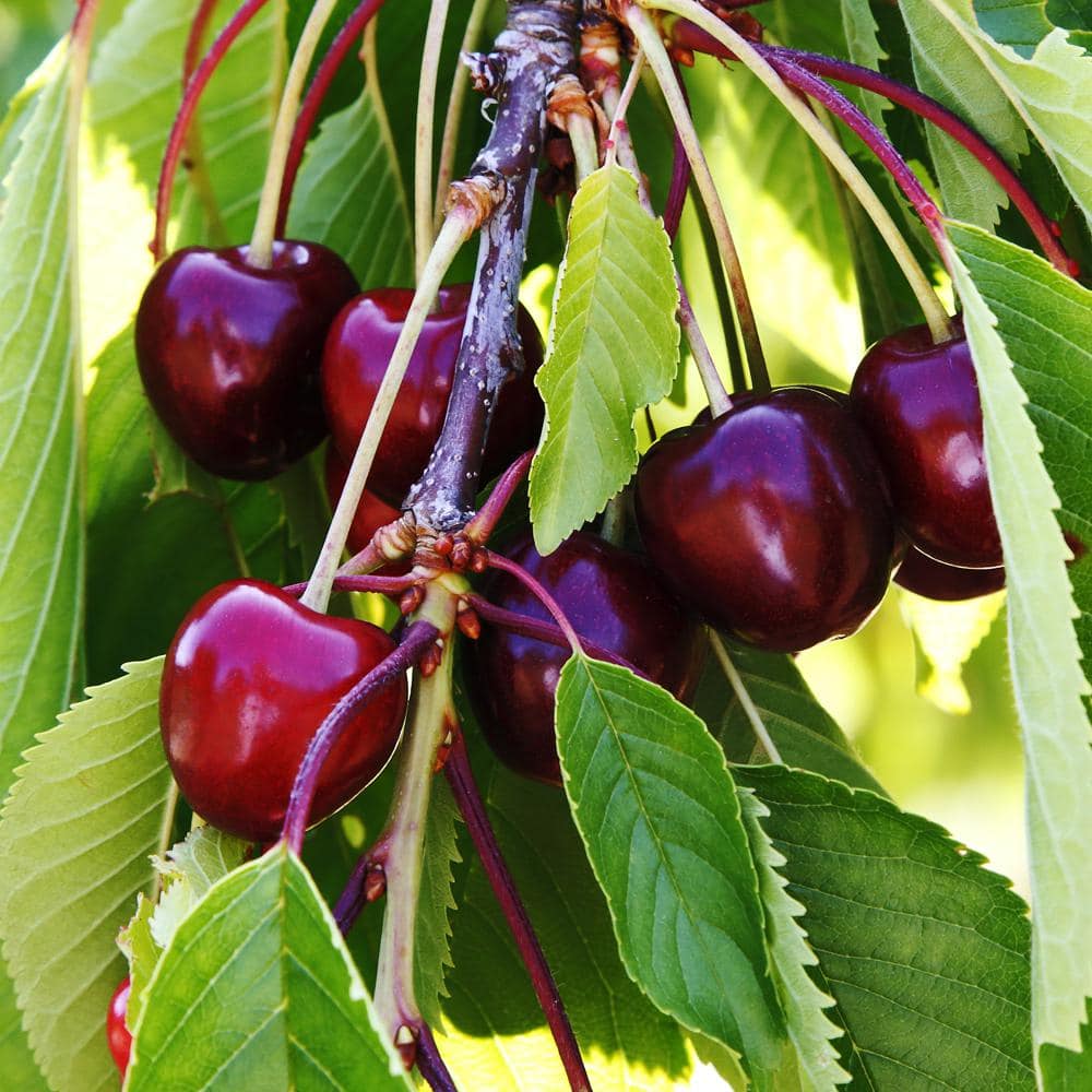 Cherry - Black Tartarian