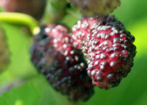 Mulberry - 'Dwarf Everbearing'