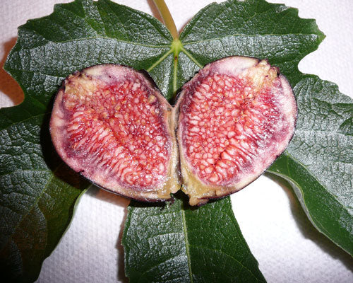 Fig - 'Violet De Bordeaux'