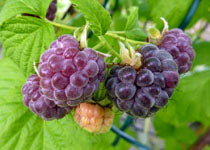 Raspberry - 'Glencoe'