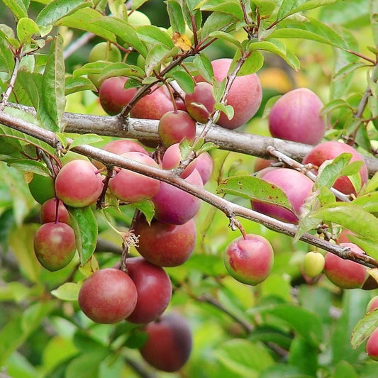 Plum - Methley