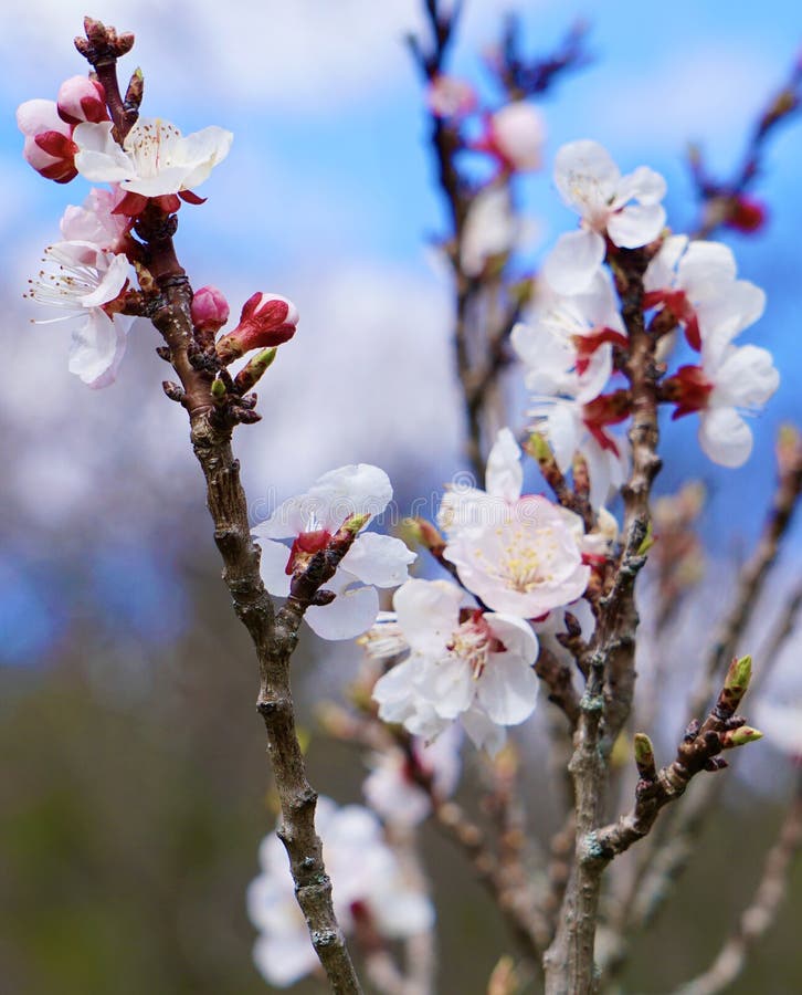 Plum - Methley