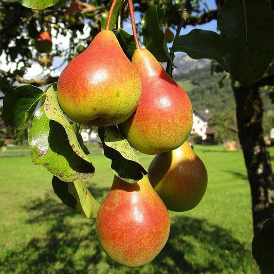 Pear - Moonglow