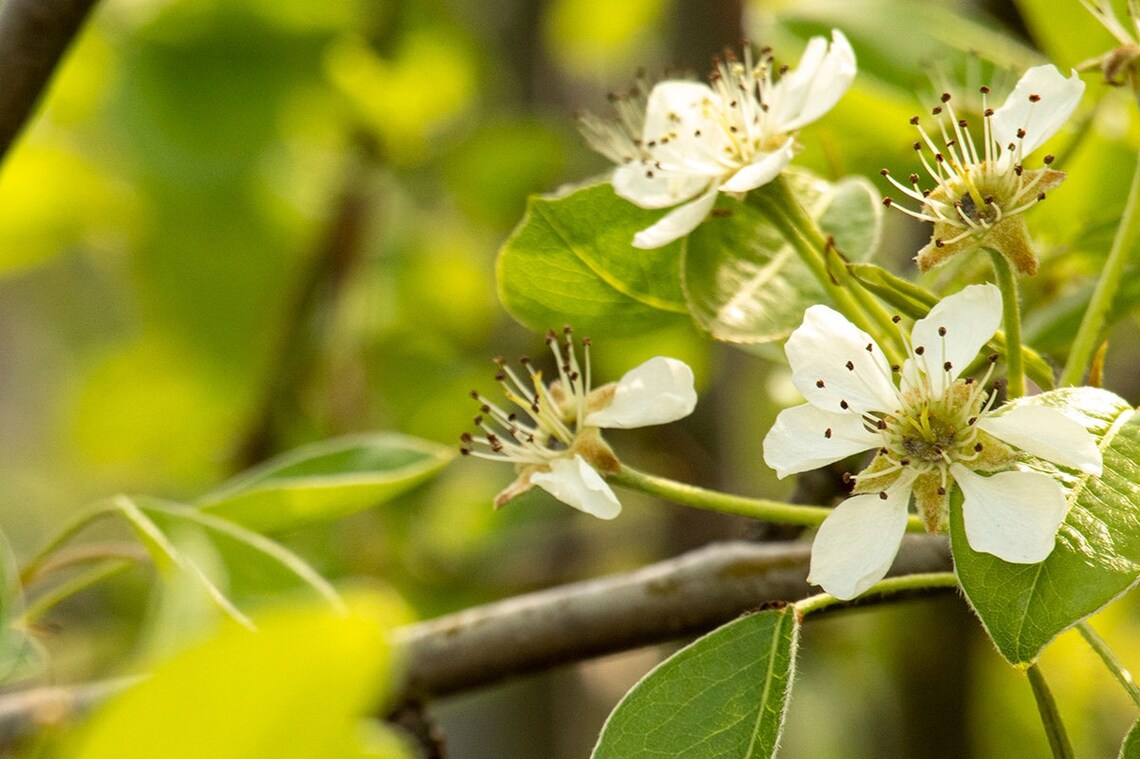 Pear - Moonglow