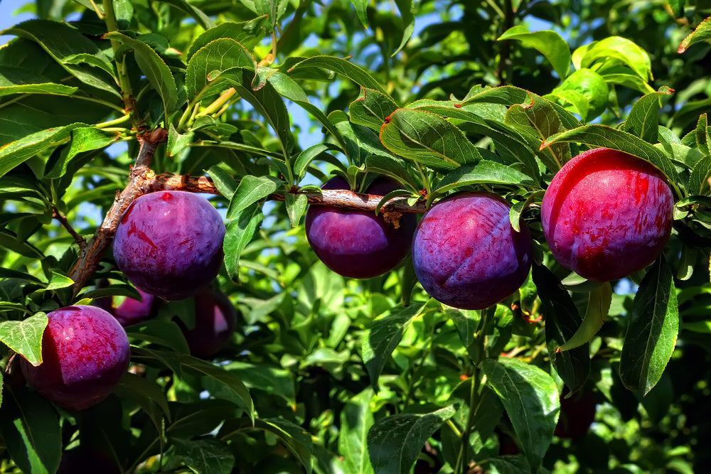 Plum - Santa Rosa