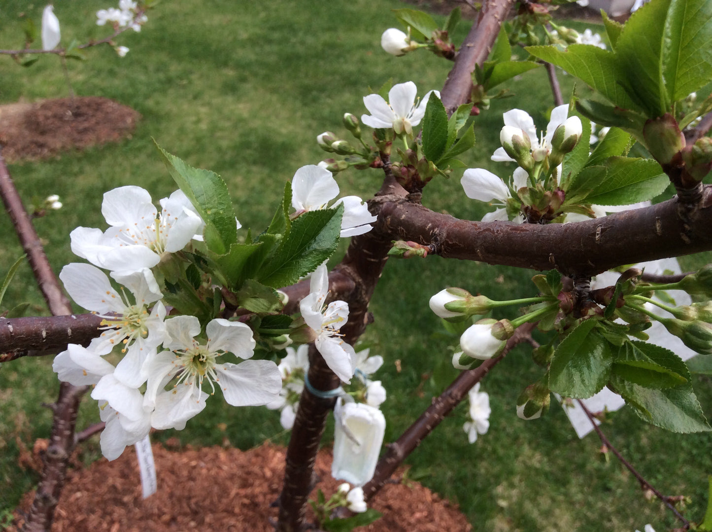 Cherry - Whitegold