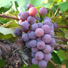 Grape - Catawba